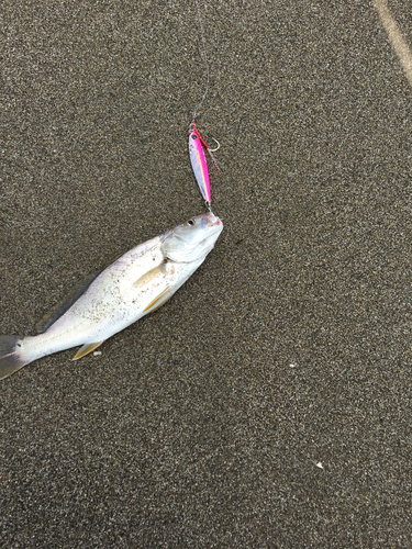 イシモチの釣果