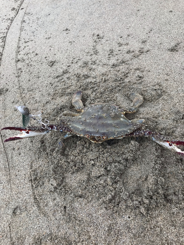 カニの釣果