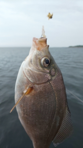 ウミタナゴの釣果