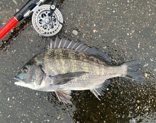 チヌの釣果