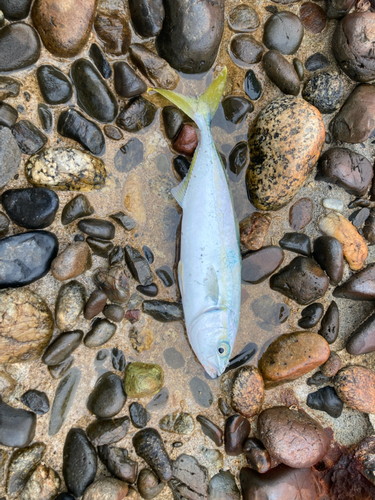 ワカシの釣果