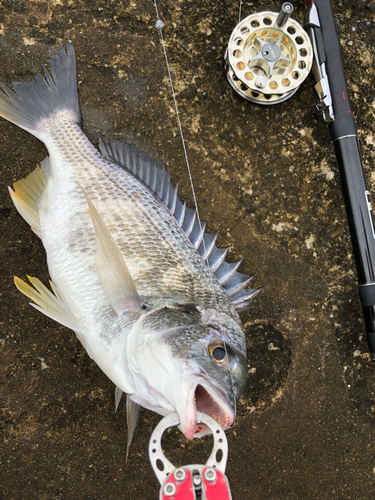 キビレの釣果