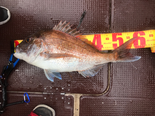 タイの釣果