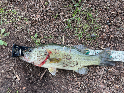 ラージマウスバスの釣果