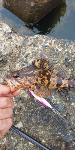 タケノコメバルの釣果