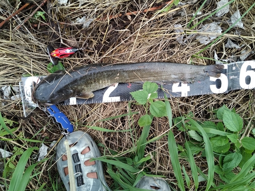 ニホンナマズの釣果