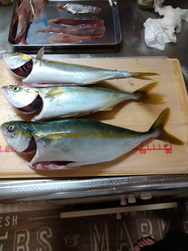 ワカシの釣果