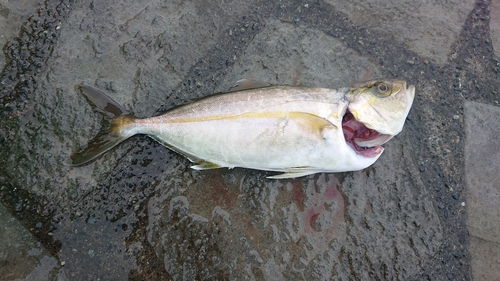 ショゴの釣果