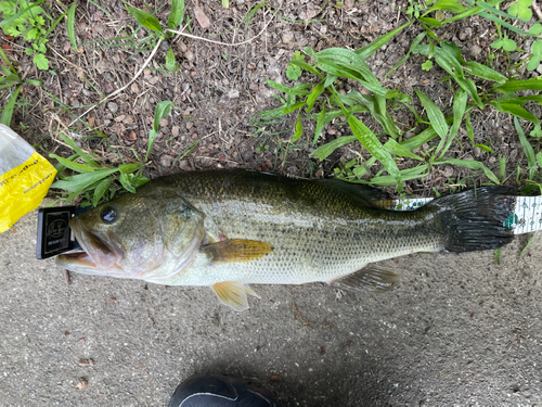 ラージマウスバスの釣果