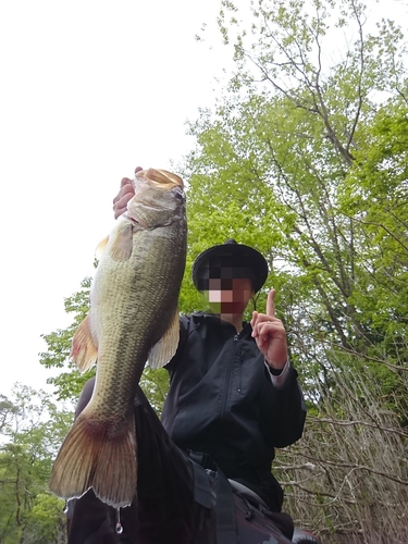 ラージマウスバスの釣果