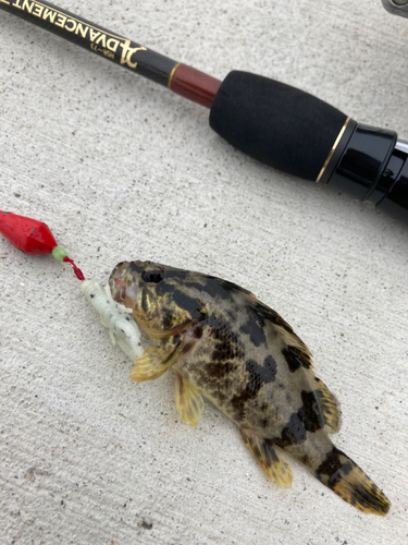 タケノコメバルの釣果