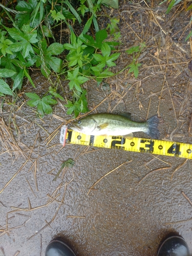 ラージマウスバスの釣果