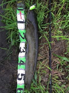 ナマズの釣果