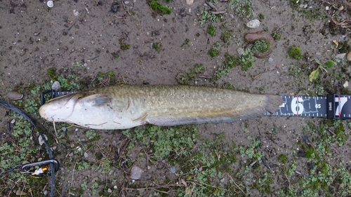 マナマズの釣果