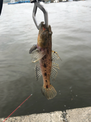 マハゼの釣果