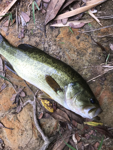 ラージマウスバスの釣果