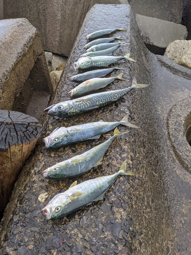 ワカシの釣果