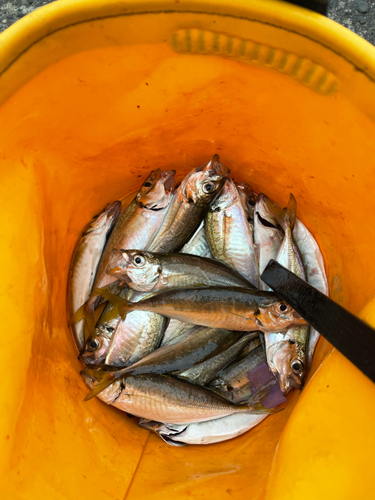 アジの釣果