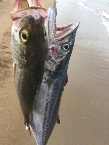 サゴシの釣果