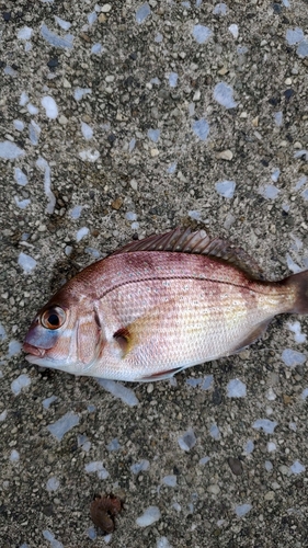 タイの釣果