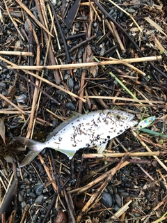 ショゴの釣果