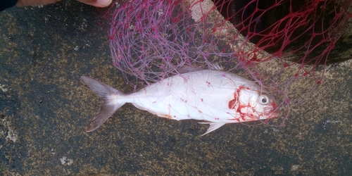 ショゴの釣果