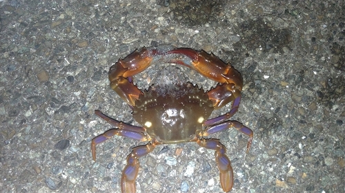 イシガニの釣果