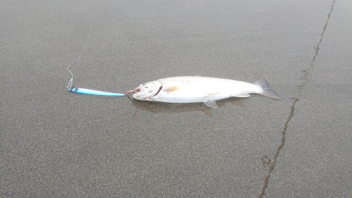 アメマスの釣果