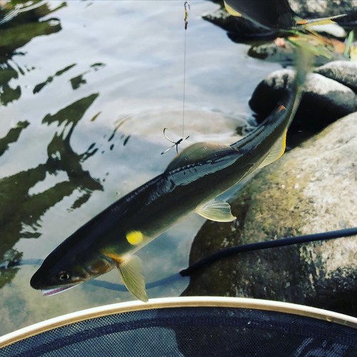 アユの釣果