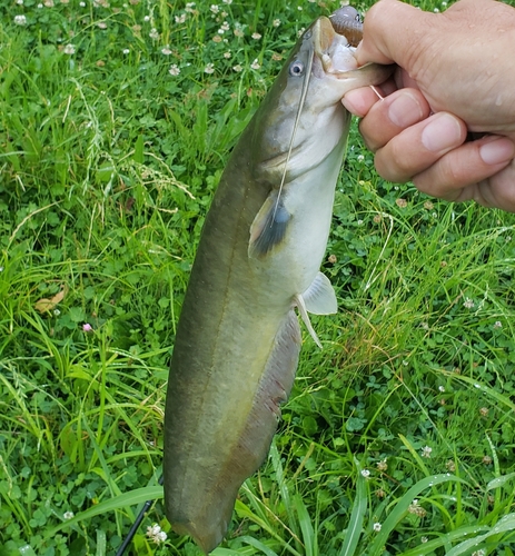 ニホンナマズの釣果