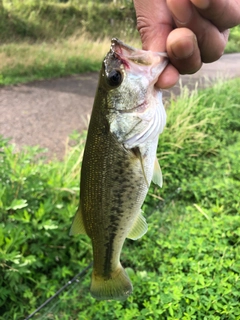 ラージマウスバスの釣果