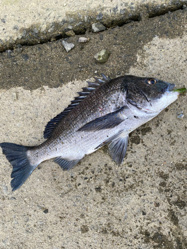 チヌの釣果