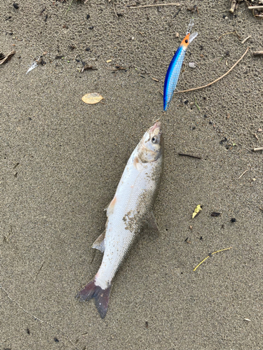 ウグイの釣果