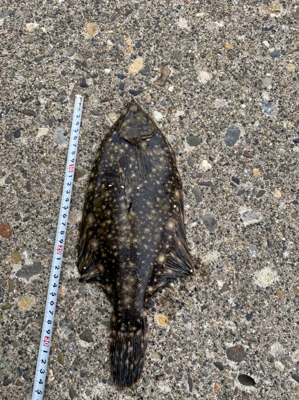 クロガシラガレイ