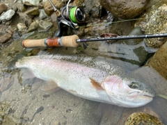 ニジマスの釣果