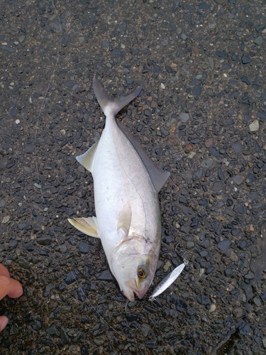 ショゴの釣果