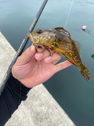 アナハゼの釣果