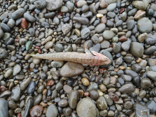 エソの釣果