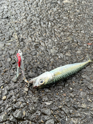 サバの釣果