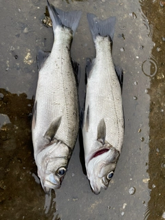 ヒラスズキの釣果