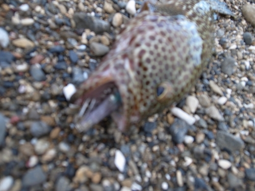 カンモンハタの釣果