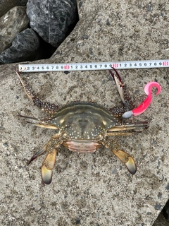 ワタリガニの釣果