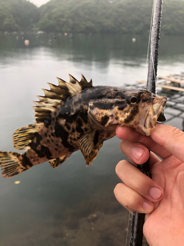 タケノコメバルの釣果