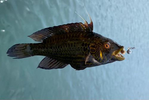 オハグロベラの釣果