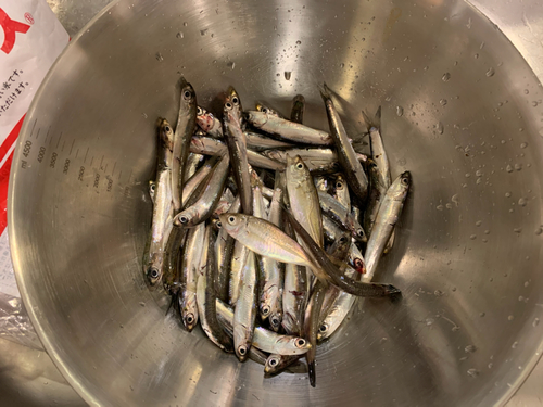 カタクチイワシの釣果