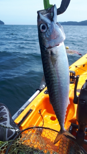 サバの釣果