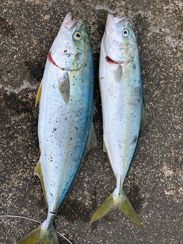 イナダの釣果