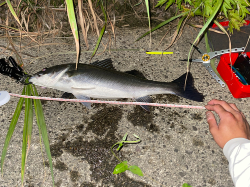 シーバスの釣果