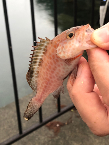 オオモンハタの釣果