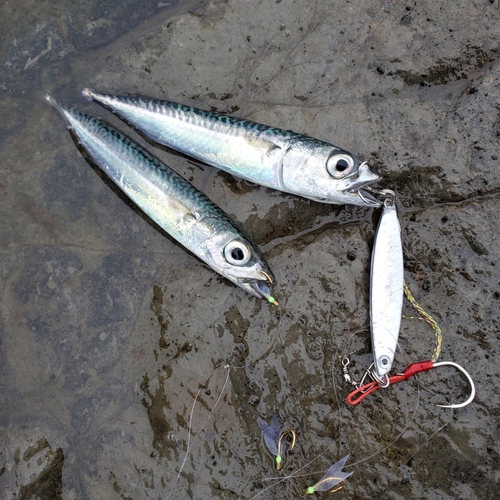 サバの釣果